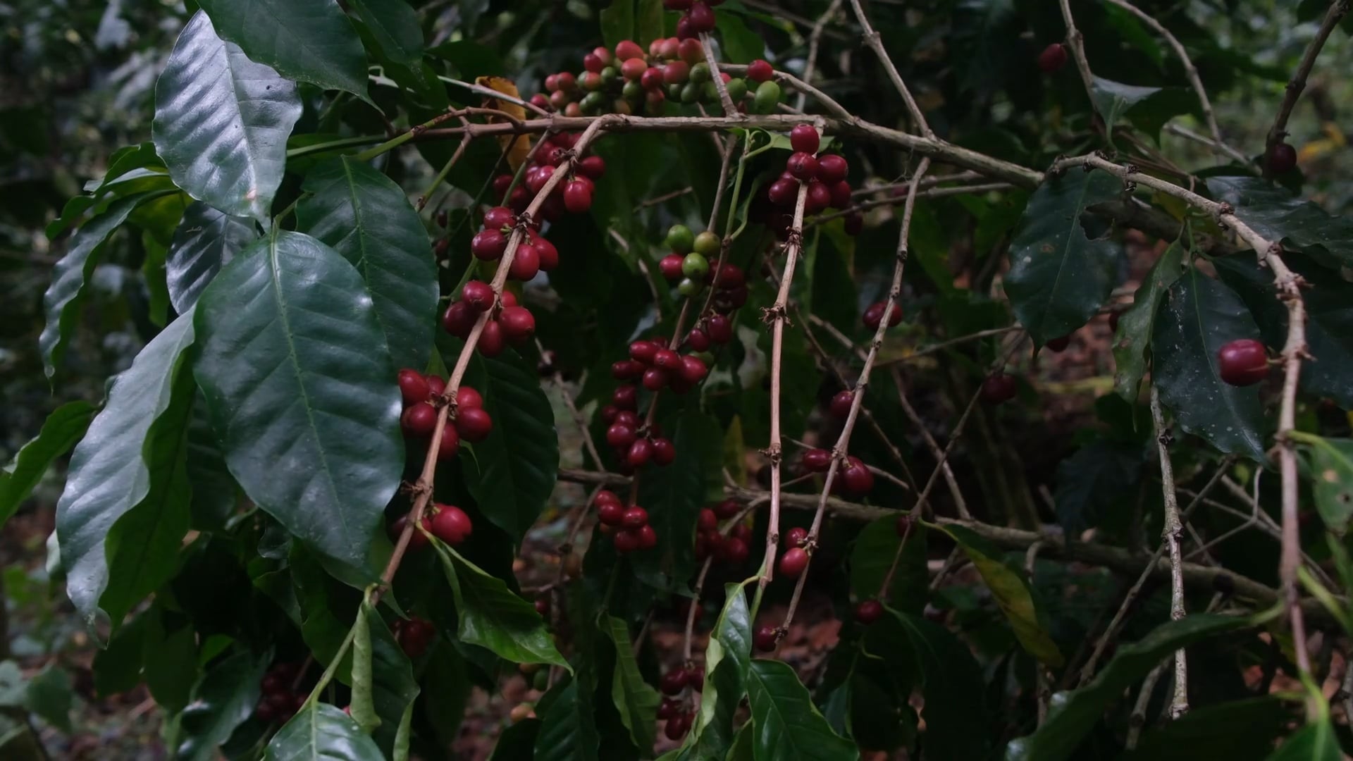 Agroforestry techniques in Mexico help Indigenous farmers protect coffee plantations